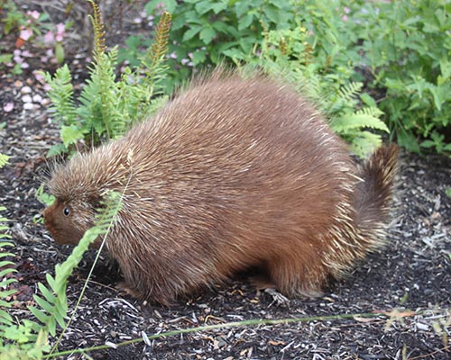 Porcupine